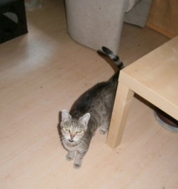 Sana, ca. 2 Jahre alt, kastriert